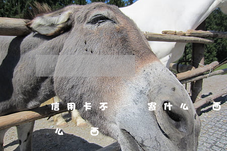 信用卡不還會寄什么東西(信用卡逾期會寄什么東西過來)