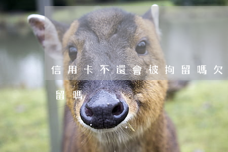 信用卡不還會被拘留嗎(欠信用卡不還會被拘留嗎)