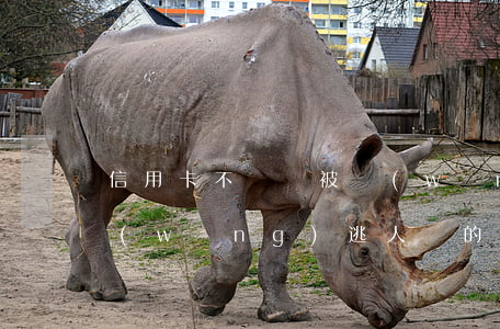 信用卡不還會被網(wǎng)上追逃嗎(網(wǎng)逃人員的信用卡讓人在還)