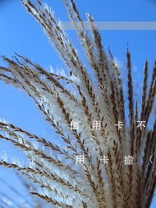 信用卡不還會連累擔(dān)保人嗎(做信用卡擔(dān)保人有影響嗎)