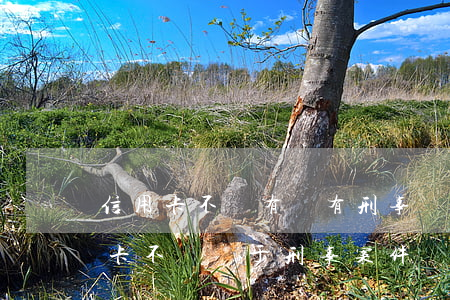 信用卡不還有沒有刑事責(zé)任(欠信用卡不還屬于刑事案件嗎)