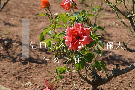 信用卡不還款對擔保人(辦理信用卡擔保人承擔什么責任)