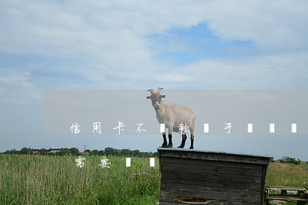 信用卡不還款屬于詐騙嗎(被詐騙的信用卡還需要還嗎)