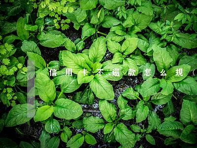 信用卡不還款怎么規(guī)定