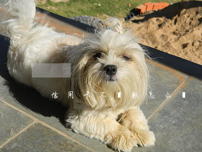 信用卡不還款怎么辦