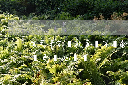 信用卡不還款要兒子還款嗎(兒子借信用卡不還,要幫他還嗎)