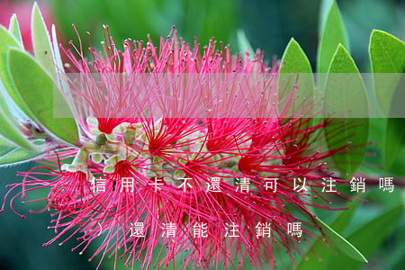 信用卡不還清可以注銷嗎(信用卡沒(méi)還清能注銷嗎)