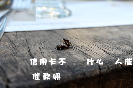 信用卡不還為什么沒人催(信用卡不還會上門催款嘛)