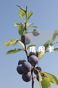 信用卡不還能在單位上班嗎