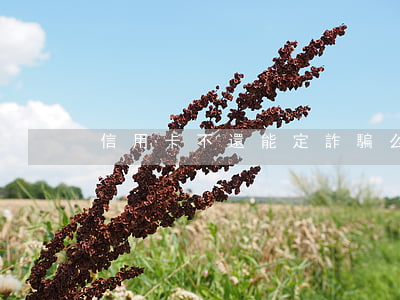 信用卡不還能定詐騙么(信用卡詐騙會坐牢嗎)