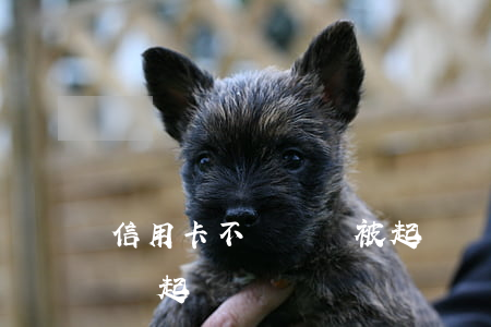 信用卡不還貸會被起訴嗎(信用卡錢不還會不會起訴)