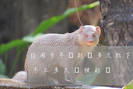 信用卡不還起訴多久能下來(欠銀行信用卡還不上多久會被起訴)
