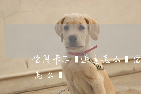 信用卡不還逃走怎么辦(信用卡還不上人跑了怎么辦)