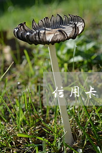 信用卡不還還能辦身份證嗎(還信用卡要身份證嗎)