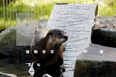 信用卡不還錢會不會做窂(信用卡的錢不還會怎么樣)