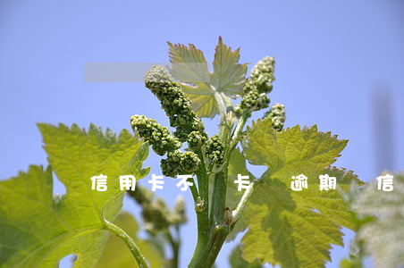 信用卡不開卡會逾期嗎(信用卡不開卡會逾期嗎)