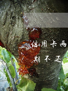 信用卡两天没还算不算逾期(两个月信用卡逾期不还有什么结果)