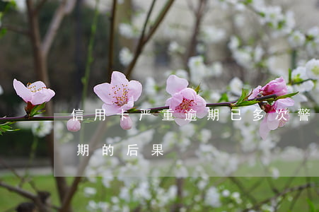 信用卡严重逾期已多次警告(10张信用卡逾期的后果)