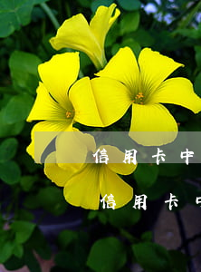 信用卡中介法務(wù)協(xié)商 和信用卡中心協(xié)商有用嗎