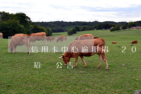 信用卡中心逾期招標(2021年信用卡催收招標公告)