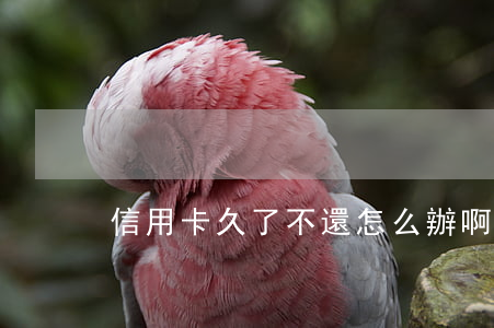 信用卡久了不還怎么辦啊