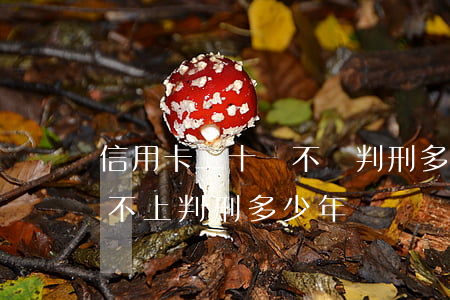 信用卡二十萬不還判刑多久(18萬信用卡還不上判刑多少年)