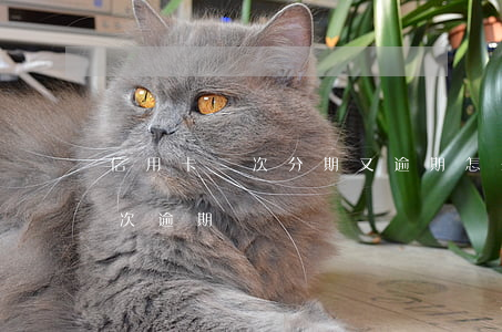 信用卡二次分期又逾期怎么辦(二次分期后再次逾期)