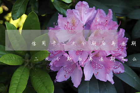 信用卡二次分期后再逾期怎么辦理-信用卡二次分期后再逾期怎么辦理還款