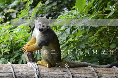 信用卡二次逾期后果是什么(二次逾期會(huì)怎么樣)