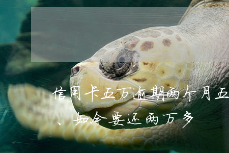 信用卡五万逾期两个月(五千的信用卡逾期了、如今要还两万多)
