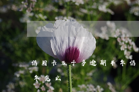 信用卡五千多逾期半年(信用卡五千多逾期半年怎么辦)