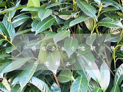 信用卡五千逾期兩年要還多少錢(欠信用卡5千逾期三個月)