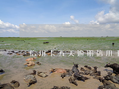 信用卡五天逾期(信用卡5天逾期)