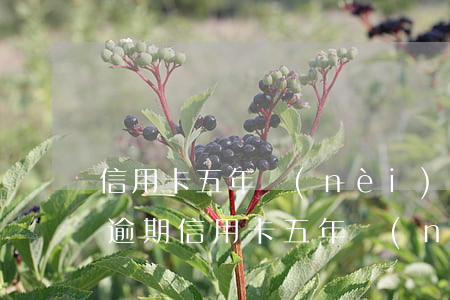 信用卡五年內(nèi)有5個(gè)月逾期(信用卡五年內(nèi)有5個(gè)月逾期)