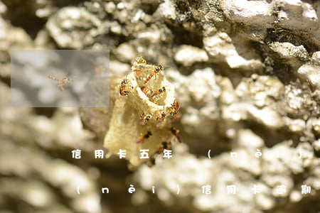 信用卡五年內(nèi)有一次逾期(五年內(nèi)信用卡逾期10次但兩年內(nèi)無逾期)