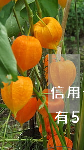 信用卡五次嚴重逾期還能用嗎(信用卡5年內有5個月逾期)