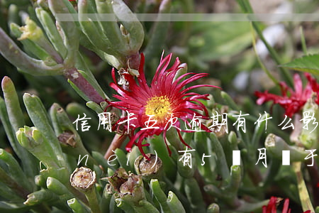 信用卡五次逾期有什么影響(信用卡5年內(nèi)有5個月處于逾期狀態(tài)是什么意思)