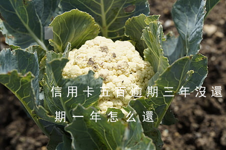 信用卡五百逾期三年沒還(五千塊錢信用卡逾期一年怎么還)