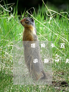 信用卡五萬逾期一年需要還多少(信用卡五萬逾期一天多少利息)