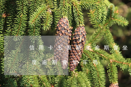 信用卡五萬額度逾期會坐牢嗎(信用卡五萬額度逾期會坐牢嗎)
