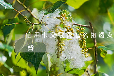 信用卡交電費怎么扣透支費(電費卡怎么交電費)