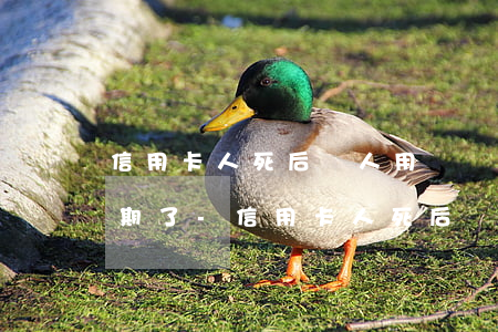 信用卡人死后別人用過現(xiàn)在逾期了-信用卡人死后別人用過現(xiàn)在逾期了有影響嗎