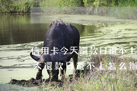 信用卡今天還款日還不上怎么辦-信用卡今天還款日還不上怎么辦呢