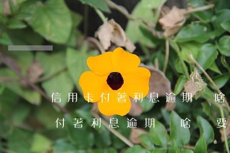 信用卡付著利息逾期為啥還要催款-信用卡付著利息逾期為啥還要催款呢