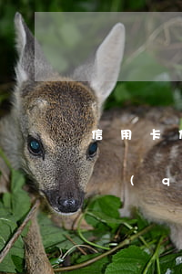 信用卡付首付能透支多少(信用卡用支付寶付錢(qián)一次最多能付多少?)