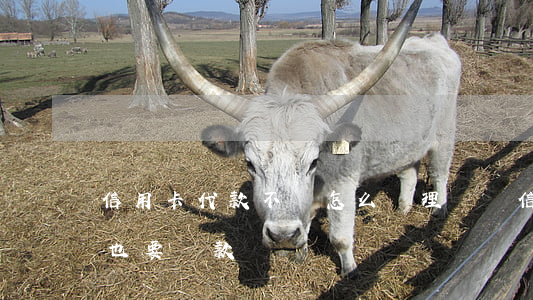 信用卡代款不還怎么辦理嗎(辦信用卡不花錢也要還款嗎)