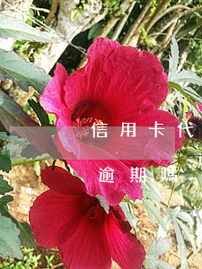 信用卡代還沒還夠算逾期嗎(信用卡還一半算逾期嗎)