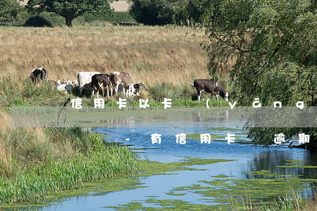 信用卡以卡養(yǎng)沒有逾期過有影響嗎-有信用卡無逾期可以貸款嗎