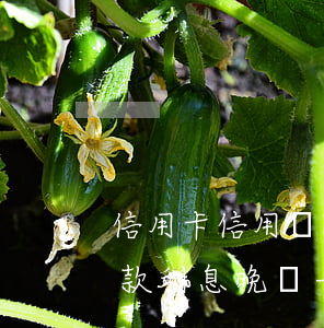 信用卡信用貸款還不上利息按天算-信用貸款利息晚還一天算逾期嗎