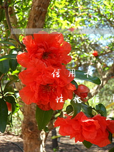 信用卡個(gè)性化分期河南(個(gè)性化信用卡分期還款協(xié)議的內(nèi)容)